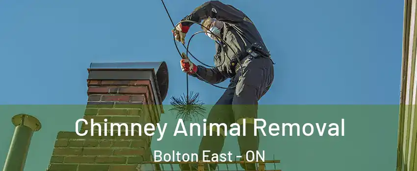 Chimney Animal Removal Bolton East - ON