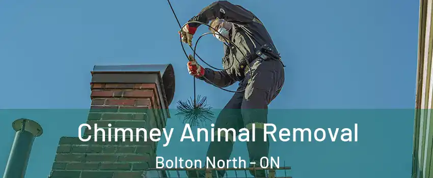 Chimney Animal Removal Bolton North - ON