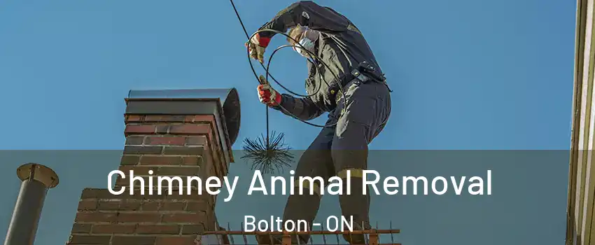 Chimney Animal Removal Bolton - ON