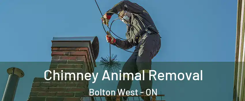  Chimney Animal Removal Bolton West - ON