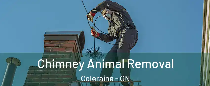 Chimney Animal Removal Coleraine - ON