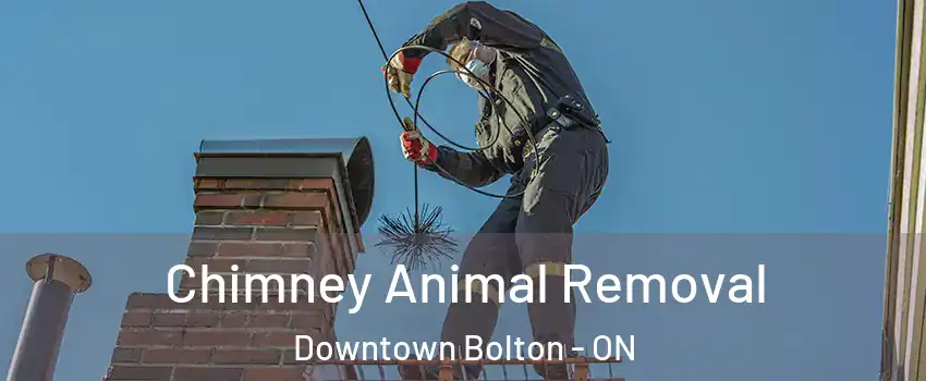 Chimney Animal Removal Downtown Bolton - ON