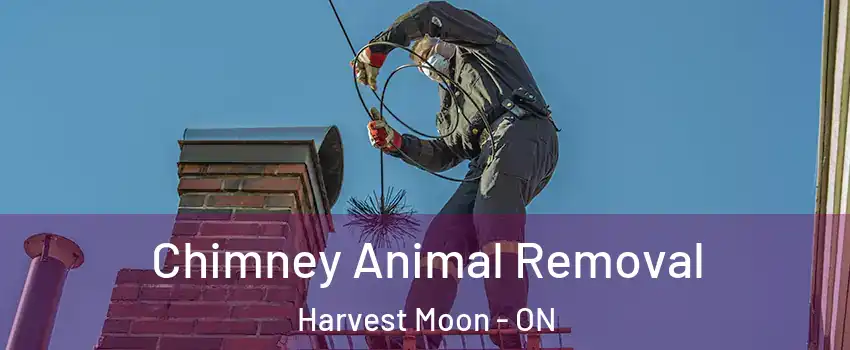 Chimney Animal Removal Harvest Moon - ON