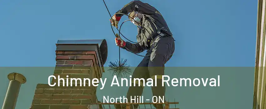 Chimney Animal Removal North Hill - ON
