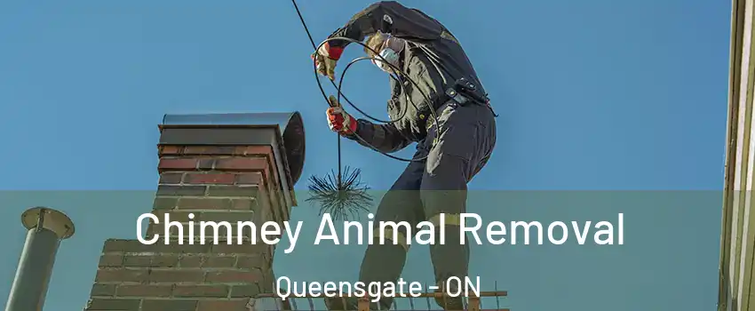 Chimney Animal Removal Queensgate - ON