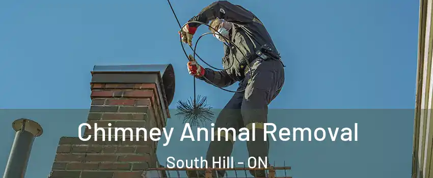 Chimney Animal Removal South Hill - ON